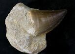 Mosasaur (Prognathodon) Tooth In Matrix #24352-1